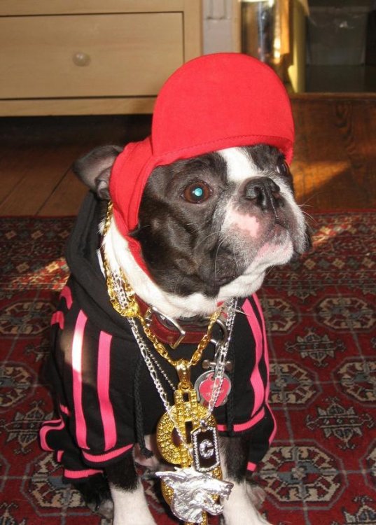 Gangsta_Dog.thumb.jpg.454ee849356048680f1572d8addb31c6.jpg