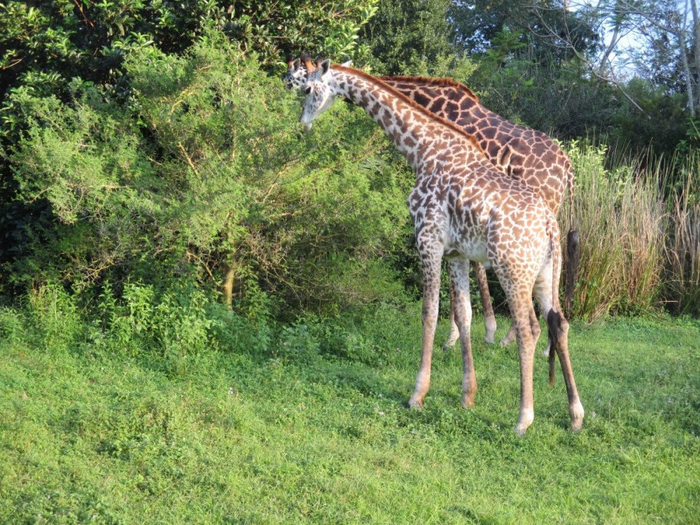 Giraffes.thumb.jpg.18cd23f3b911f20dd00447e7123019f4.jpg