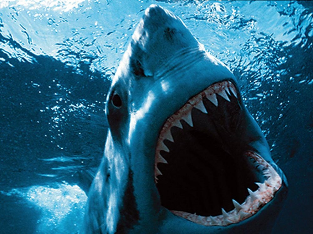 GreatWhite.thumb.jpg.39a03b19f88d0129b2d8e283ee31910b.jpg