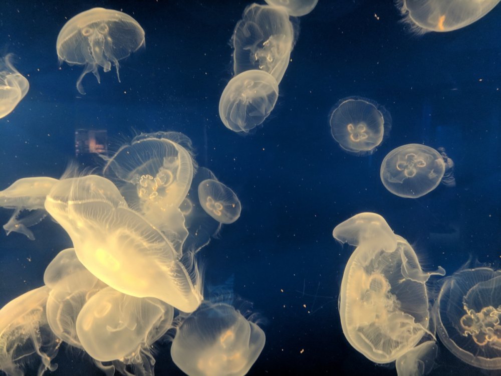 Jellyfish.thumb.jpg.4693fda4cf1a3173fcca81ff87a90952.jpg