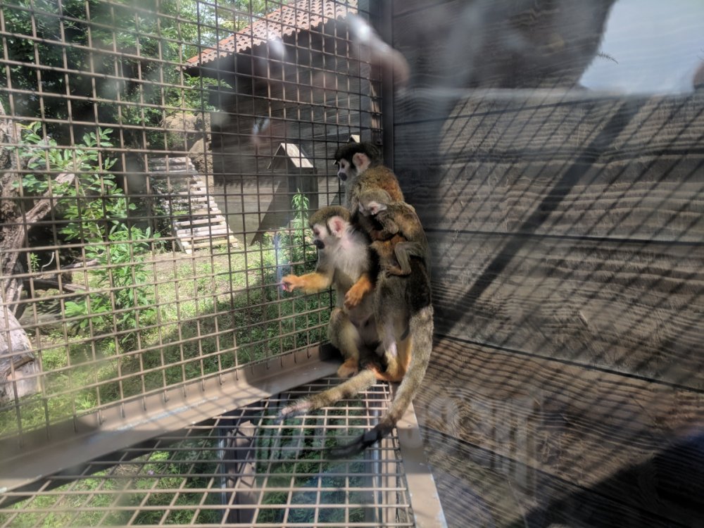 Monkeys.thumb.jpg.636472b1d8e9cc0569c8f31fdb9e7d3f.jpg