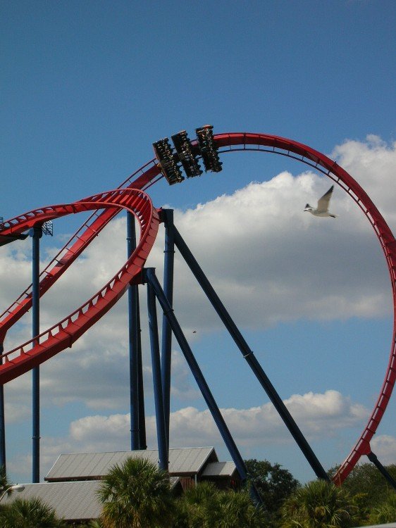 Sheikra2.thumb.jpg.5276e167d7c284d91ce81bf4bda97b10.jpg