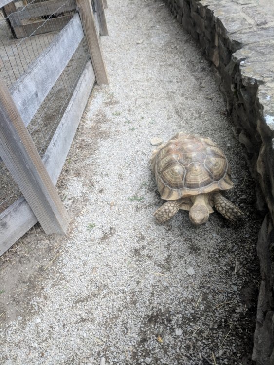 Tortoise.thumb.jpg.3cd078d78a073fdca8ab1246ce00993e.jpg