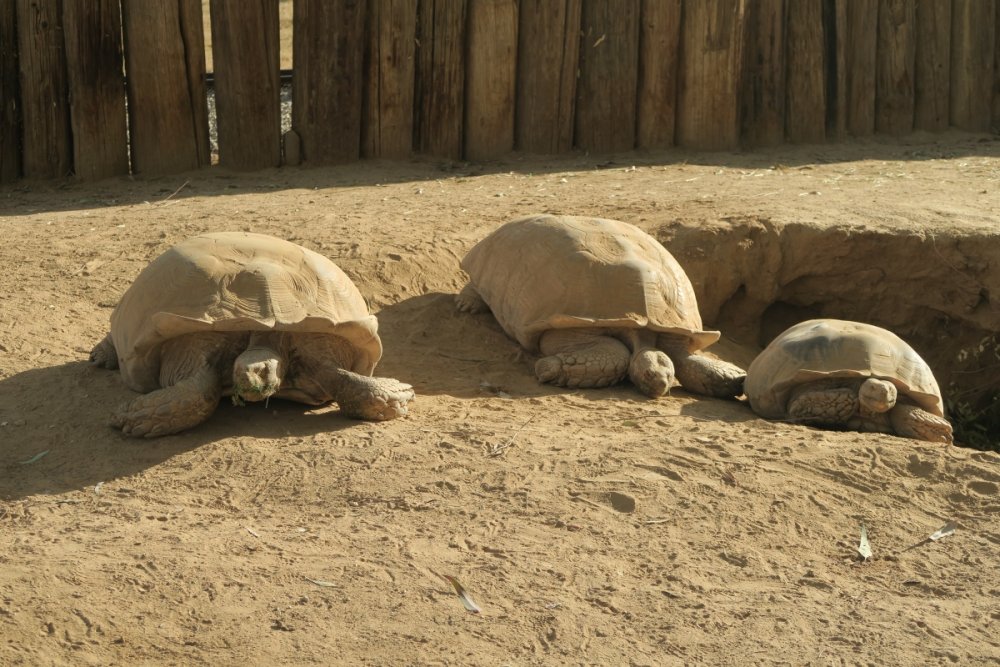 Tortoises.thumb.jpg.b8d5fda5a0b70a6322cc44c01c037a69.jpg