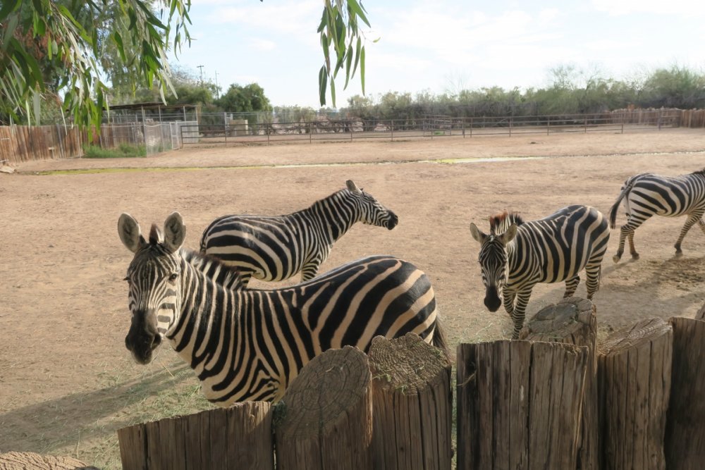 Zebras.thumb.jpg.904ed851c0999771d6d00cfcad37911b.jpg