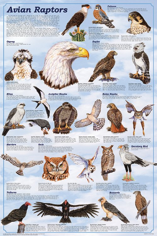 avian_raptors_poster.thumb.jpg.46dee839158a256884193efb71be4182.jpg