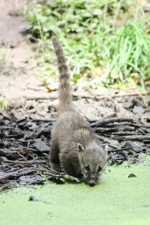 coati.thumb.jpg.b5e31e27f1dad5f268aec4e940020501.jpg