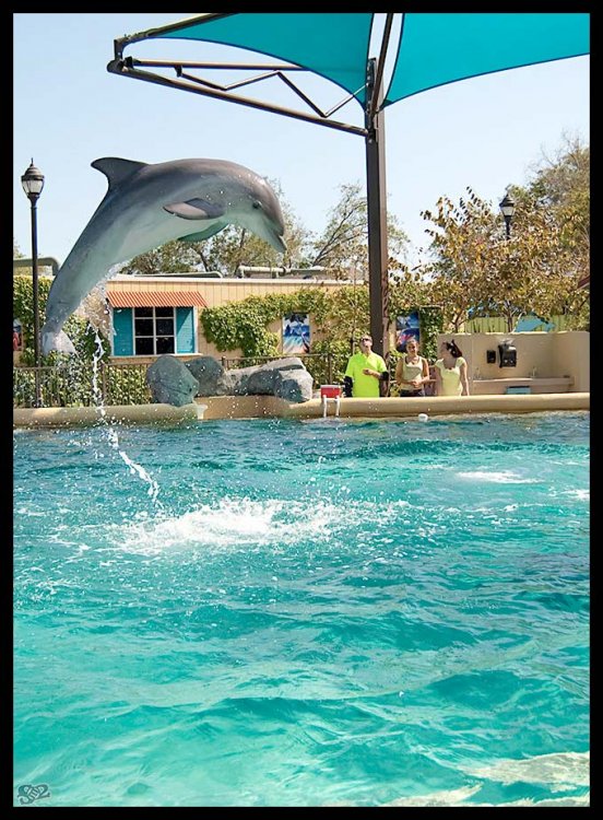 dolphin.thumb.jpg.43f2231e2d40936e8f0c33830902b86a.jpg