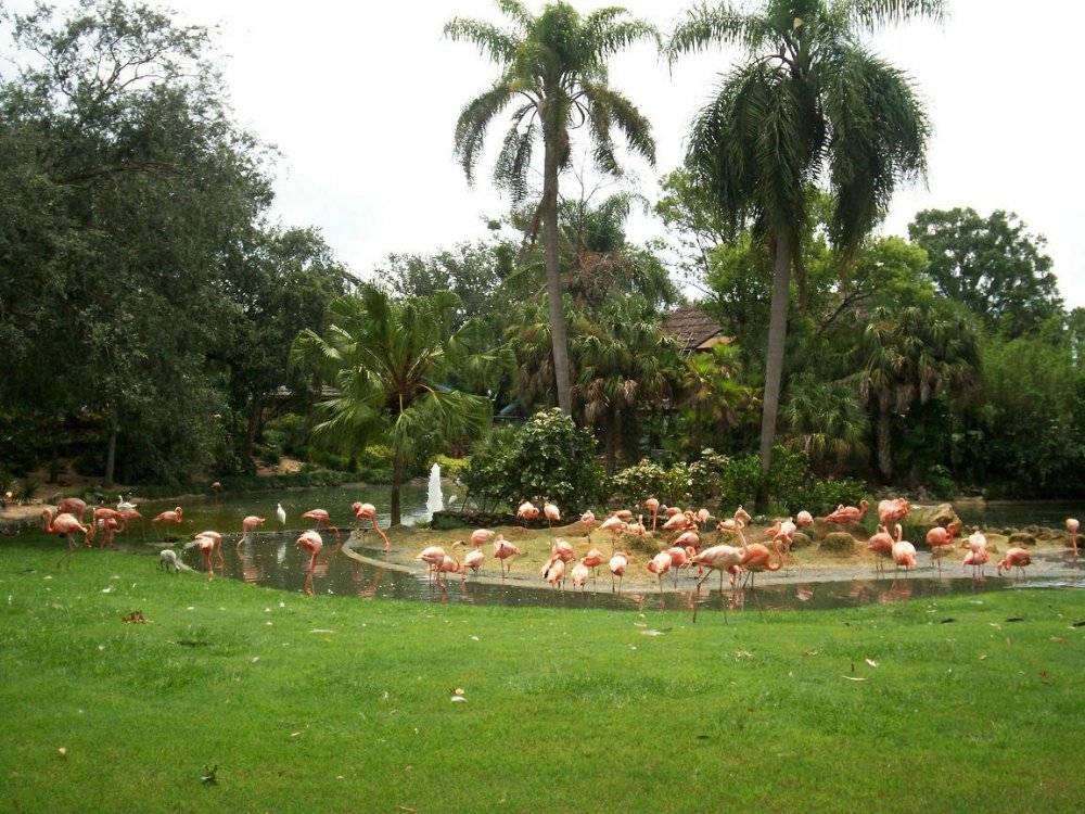 flamingoS.thumb.jpg.d847639ab4b26e5ea6fb062c543e29dd.jpg