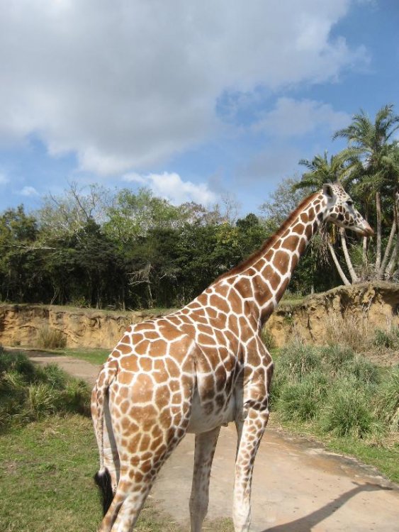 giraffe.thumb.JPG.c4f2fc43df7c1c817d757a4d6d4fa1bc.JPG