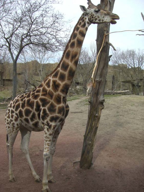 giraffe1.thumb.jpg.6cedaf6817f9e3b930a25878aac84bf7.jpg