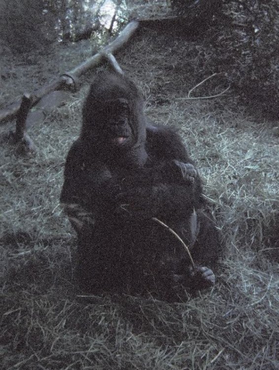 gorilla.thumb.jpg.f1963fe27484cb0f8ba4c2c2976737a2.jpg