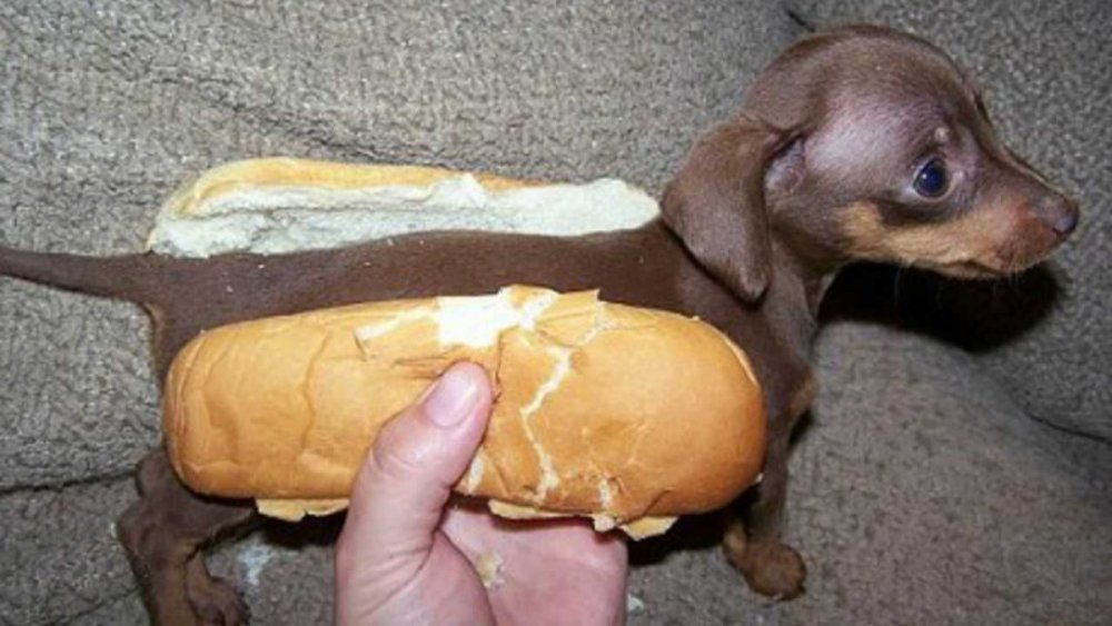 hot-dog.jpg.thumb.jpg.18acb2a9e0f82d43023489f2c59dc60d.jpg