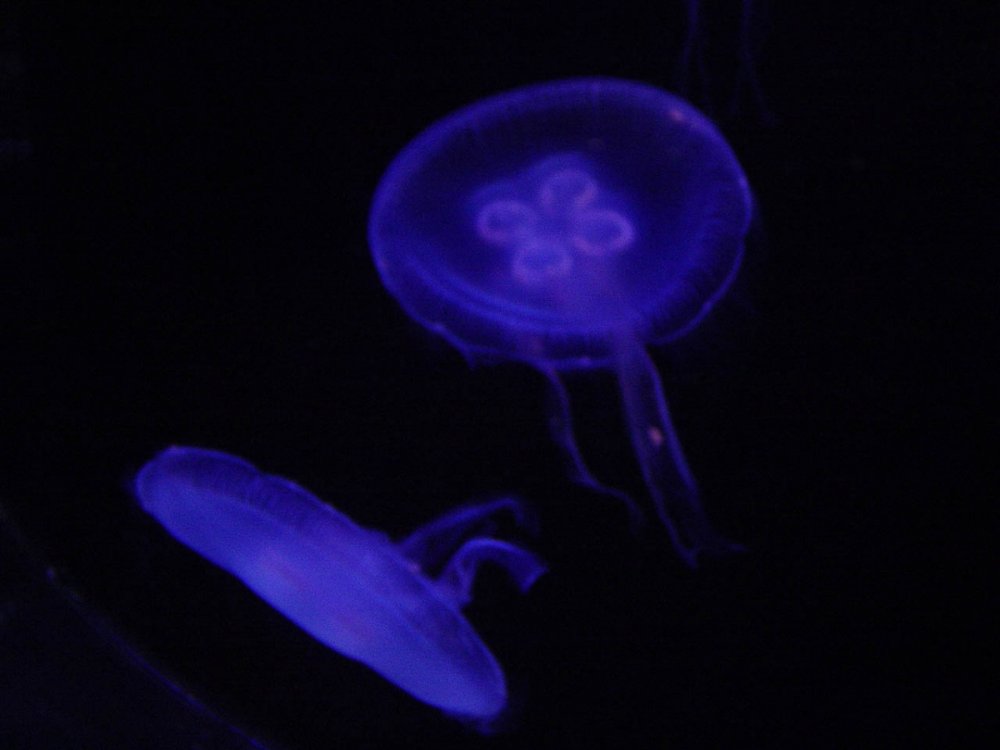 jellyfish.thumb.jpg.cb470ccee6027cfce02b4a1dd5af4427.jpg