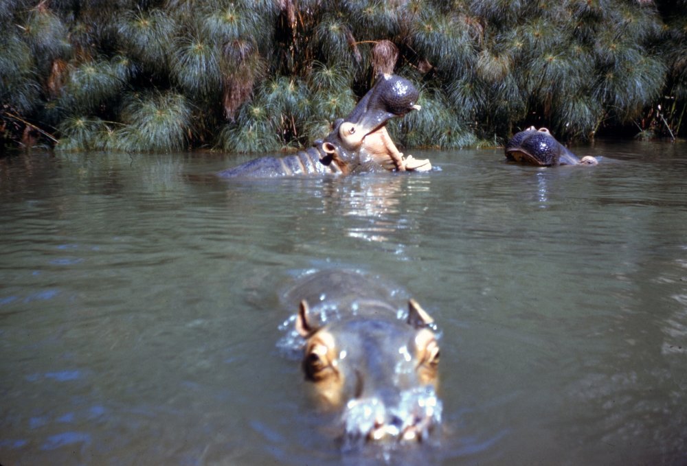 junglecruise_hippos.thumb.jpg.aab0a95c1c7bf4cfda50c86fdafee25d.jpg
