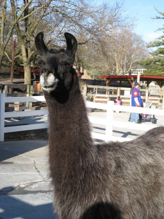 llama.thumb.jpg.ffa070ab6b05e561ceba3c34b43d2442.jpg