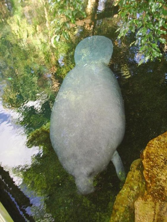 manatee.thumb.JPG.5a11ce68d131b614258a3faee984095a.JPG