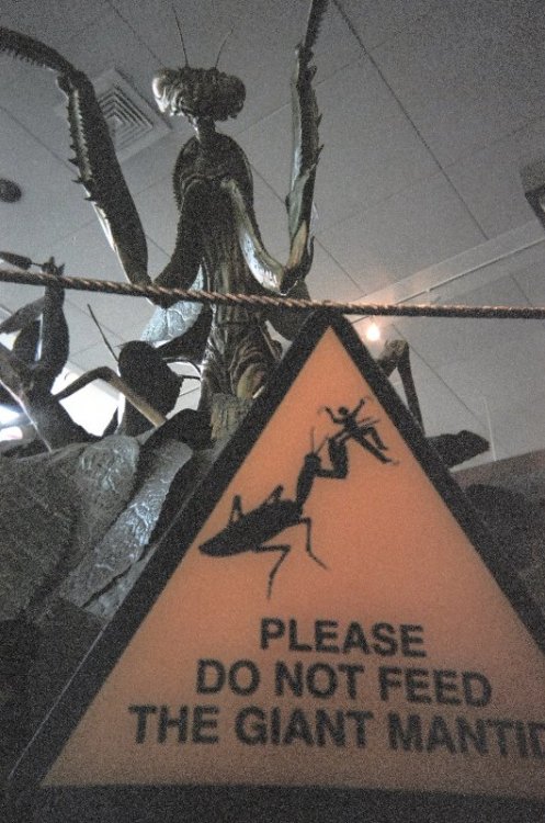 mantis.thumb.jpg.db710db590d4651205f162049be3c9ef.jpg