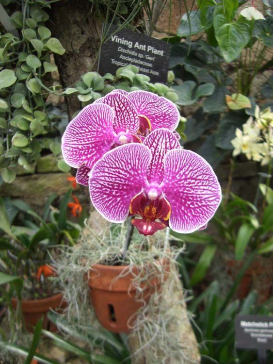 orchid.thumb.jpg.cb2c915bce7a6b588af5ac05c837cf59.jpg