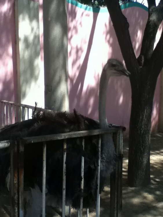 ostritch.thumb.jpg.08ec19e63bb1f0f512e060548b187116.jpg