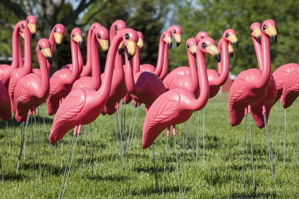 pink_flamingos_1050x700.thumb.jpg.4f7c7967654889982f0358645c05aae8.jpg