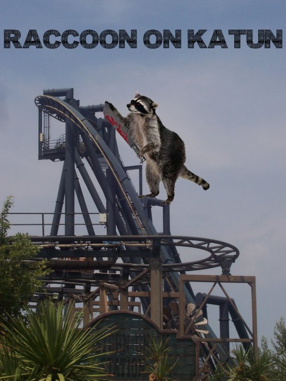 raccoon_katun_small.thumb.jpg.e0e8988f8d8906c30fef6ac8f4115030.jpg