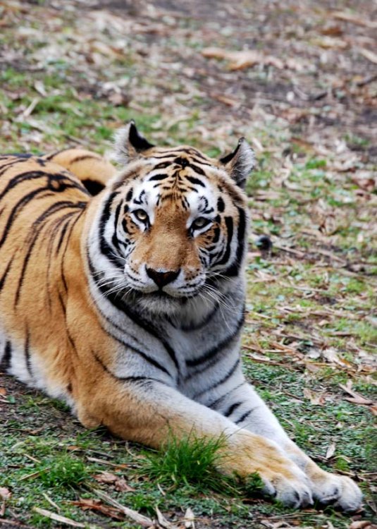 tiger2.thumb.jpg.76ff4841767efe6e0e2dd3383fed5200.jpg