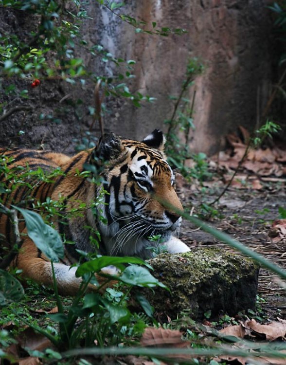 tiger3.thumb.jpg.d8aa56b368dd26d9c026fdf5fbc763c5.jpg
