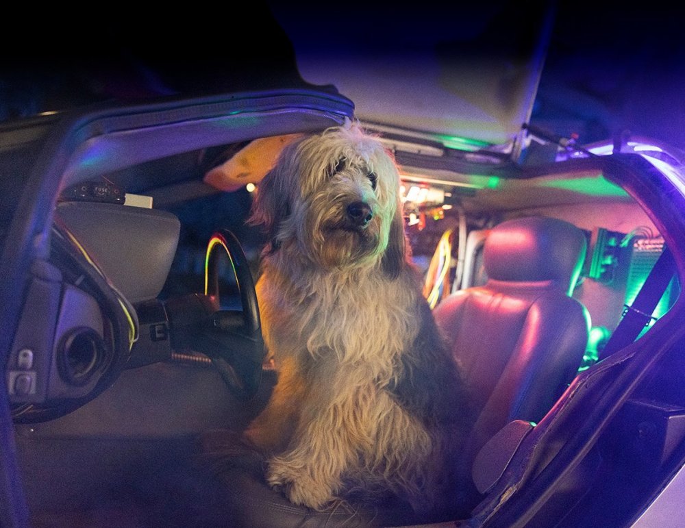 Einstein-BTTF – USH Summer 2025.jpg