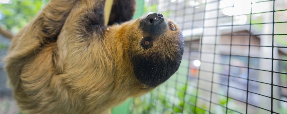 WA25_Animals_Two-Toed-Sloth.thumb.jpg.572afc8782a4bb4f0d14c534b580a0a3.jpg
