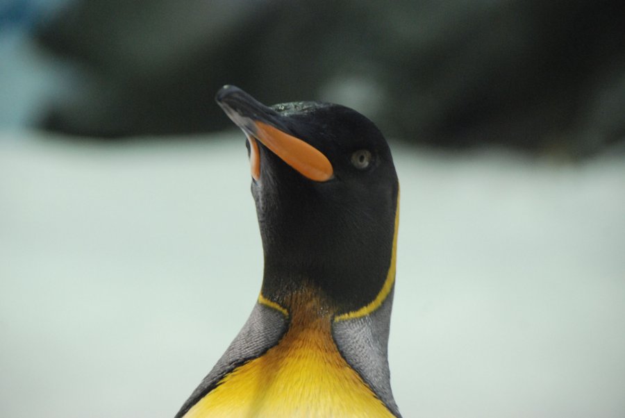 Sea World (Australia) - Penguin Encounter